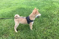 Brody , a male Shiba Inu for sale in Seymour, MO – 2 of 6