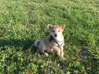 Roxie , a female Shiba Inu for sale in Seymour, MO – 4 of 5
