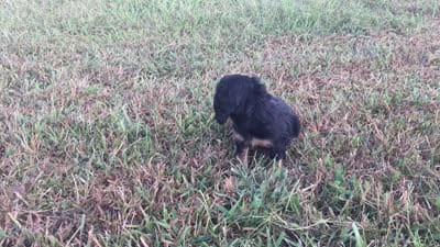 Ranger , a male Miniature Dachshund for sale in Seymour, MO – 6 of 6