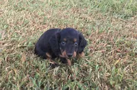 Sierra, a female Miniature Dachshund for sale in Seymour, MO – 5 of 5