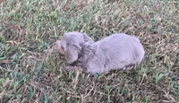 Duke , a male Miniature Dachshund for sale in Seymour, MO – 5 of 6