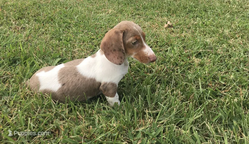 Bella  – Miniature Dachshund puppy for sale in Seymour, MO