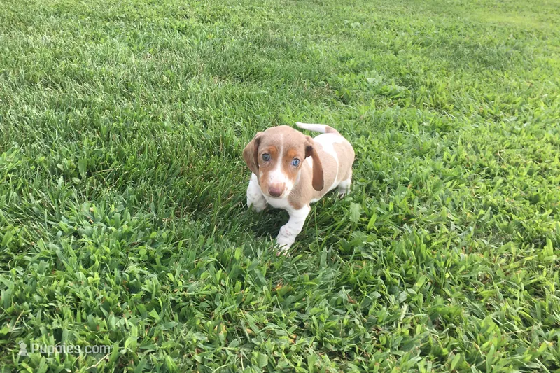 Bella  – Miniature Dachshund puppy for sale in Seymour, MO