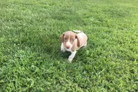 Bella , a female Miniature Dachshund for sale in Seymour, MO – 1 of 6