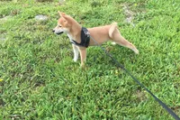 Marly , a female Shiba Inu for sale in Seymour, MO – 4 of 5