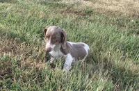 Bella , a female Miniature Dachshund for sale in Seymour, MO – 6 of 8