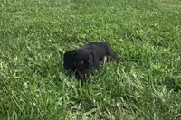 Sharla, a female Miniature Dachshund for sale in Seymour, MO – 3 of 6