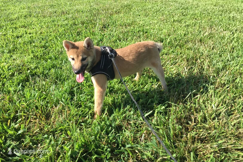 Ellie – Shiba Inu puppy for sale in Seymour, MO