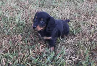 Ranger , a male Miniature Dachshund for sale in Seymour, MO – 3 of 6