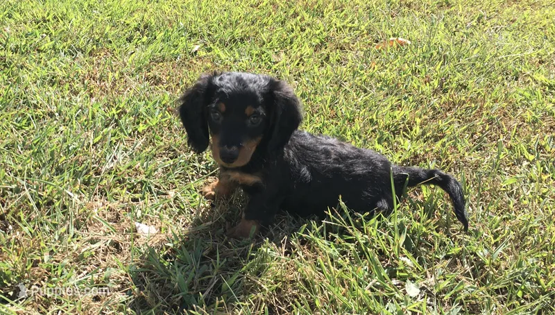 Ranger  – Miniature Dachshund puppy for sale in Seymour, MO