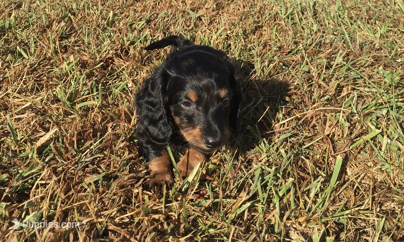 Sierra – Miniature Dachshund puppy for sale in Seymour, MO