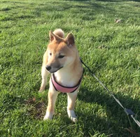 Hardy, a female Shiba Inu for sale in Seymour, MO – Photo 4 of 5