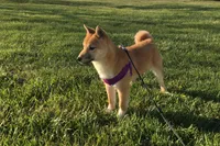 Hardy, a female Shiba Inu for sale in Seymour, MO – Photo 2 of 5