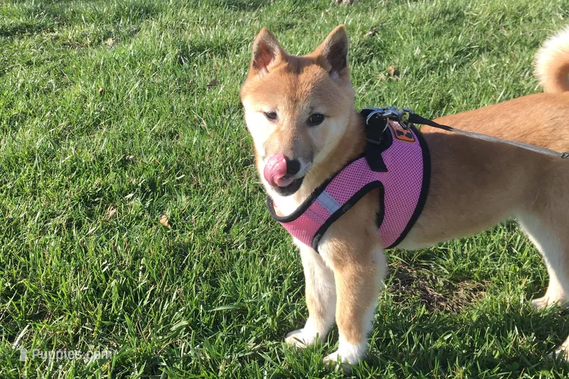 Hardy – Shiba Inu puppy for sale in Seymour, MO