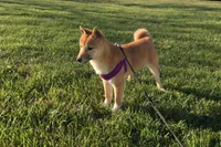 Hardy, a female Shiba Inu for sale in Seymour, MO – Photo 3 of 5