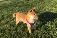 Hardy, a female Shiba Inu for sale in Seymour, MO – Photo 5 of 5