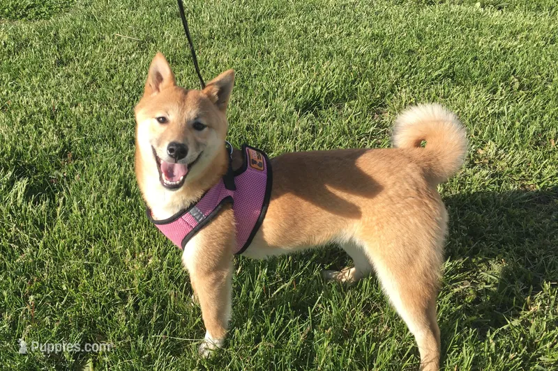 Hardy – Shiba Inu puppy on hold in Seymour, MO