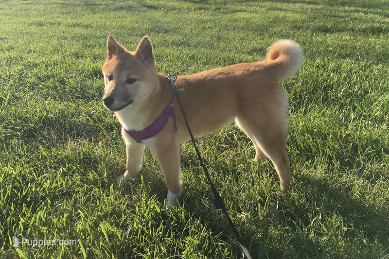 Hardy – Shiba Inu puppy for sale in Seymour, MO