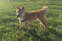 Hardy, a female Shiba Inu for sale in Seymour, MO – Photo 1 of 5