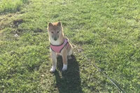 Hardy, a female Shiba Inu for sale in Seymour, MO – Photo 2 of 5