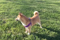 Hardy, a female Shiba Inu for sale in Seymour, MO – Photo 4 of 5