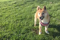 Hardy, a female Shiba Inu for sale in Seymour, MO – Photo 5 of 5