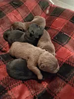 chocolate boy, a male Chow Chow for sale in Princeton, WV – 2 of 4