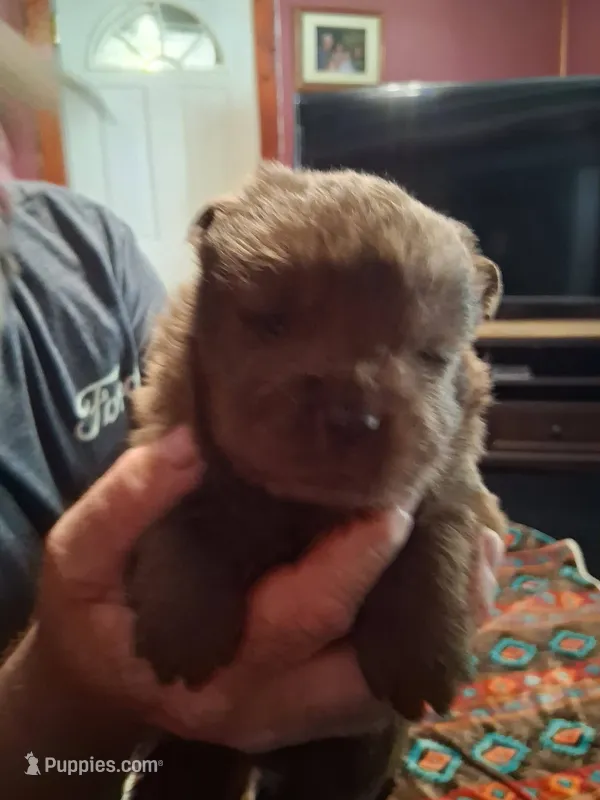 chocolate boy – Chow Chow puppy for sale in Princeton, WV