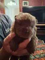 chocolate boy, a male Chow Chow for sale in Princeton, WV – 2 of 8