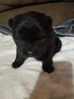 BLACK GIRL AND BOYS, a female Chow Chow for sale in Princeton, WV – Photo 6 of 7