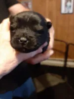 BLACK GIRL AND BOYS, a female Chow Chow for sale in Princeton, WV – Photo 5 of 7