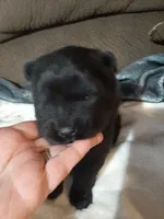 BLACK GIRL AND BOYS, a female Chow Chow for sale in Princeton, WV – Photo 7 of 7
