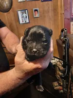 BLACK GIRL AND BOYS, a female Chow Chow for sale in Princeton, WV – Photo 4 of 7
