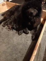 BLACK GIRL AND BOYS, a female Chow Chow for sale in Princeton, WV – Photo 1 of 7
