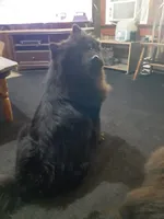 BLACK GIRL AND BOYS, a female Chow Chow for sale in Princeton, WV – Photo 3 of 7