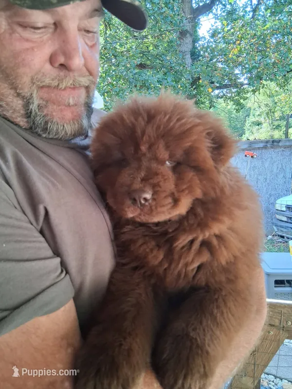chocolate boy – Chow Chow puppy for sale in Princeton, WV