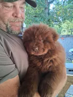 chocolate boy, a male Chow Chow for sale in Princeton, WV – 1 of 9