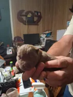 chocolate boy, a male Chow Chow for sale in Princeton, WV – 1 of 4