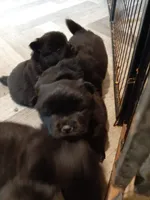 CHOW, a male Chow Chow for sale in Princeton, WV – Photo 5 of 6