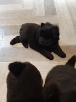 CHOW, a male Chow Chow for sale in Princeton, WV – Photo 6 of 6