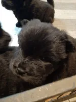 CHOW, a male Chow Chow for sale in Princeton, WV – Photo 4 of 6