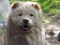 CHOW, a male Chow Chow for sale in Princeton, WV – Photo 3 of 6