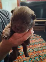 chocolate boy, a male Chow Chow for sale in Princeton, WV – 3 of 8