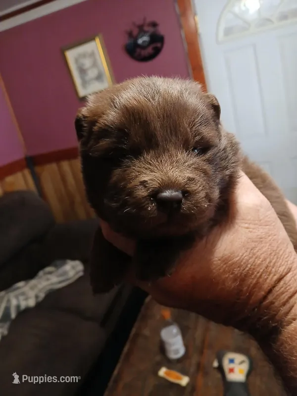 CHOW CHOW – Chow Chow puppy on hold in Princeton, WV