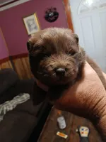 CHOW CHOW, a female Chow Chow for sale in Princeton, WV – 1 of 1