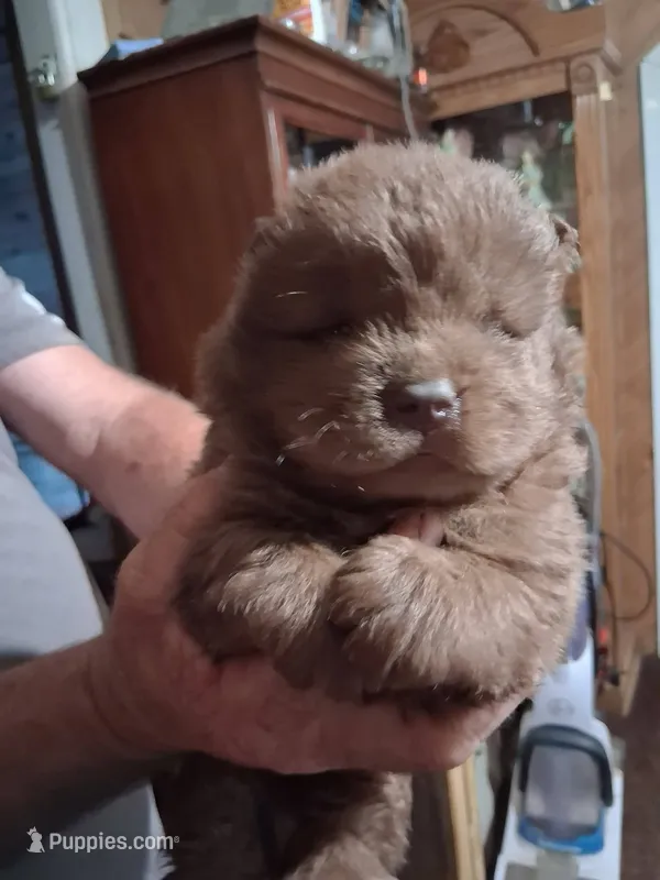 chocolate boy – Chow Chow puppy for sale in Princeton, WV