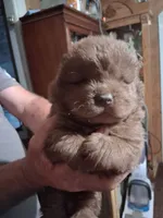 chocolate boy, a male Chow Chow for sale in Princeton, WV – 1 of 8