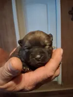 CHOW CHOW, a female Chow Chow for sale in Princeton, WV – 1 of 3