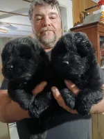 black male, a male Chow Chow for sale in Princeton, WV – 3 of 3