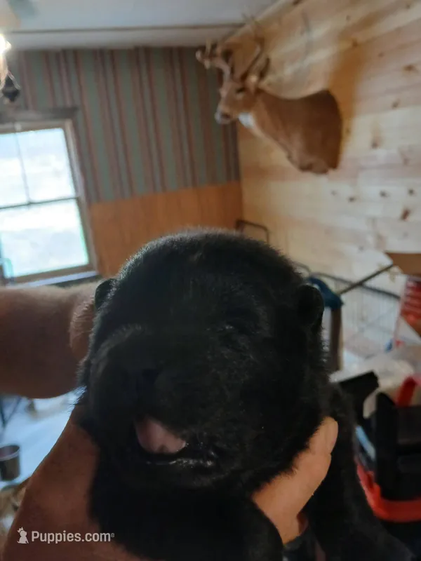 black male – Chow Chow puppy for sale in Princeton, WV